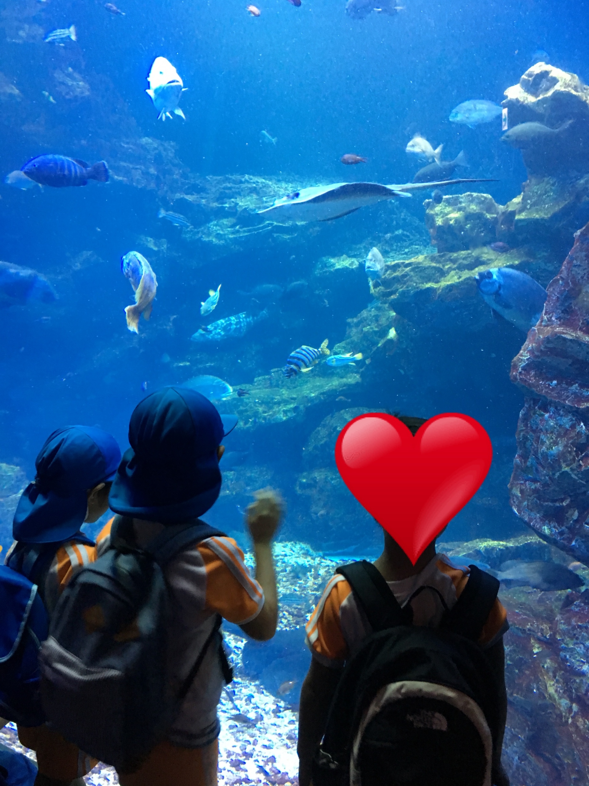 京都水族館_口コミ投稿写真20180728155352