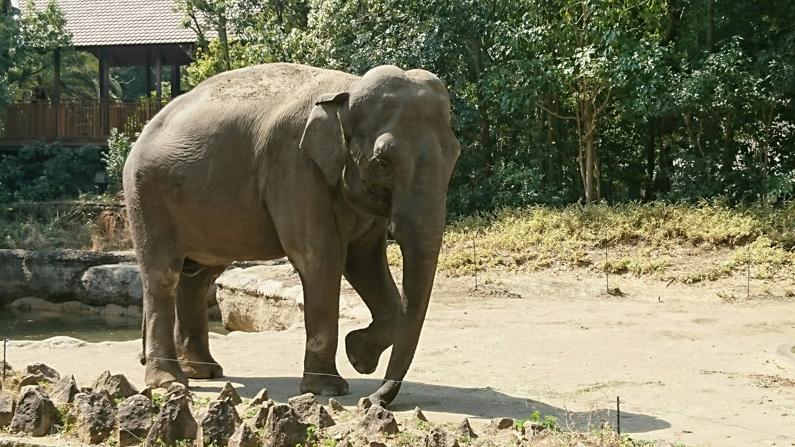 よこはま動物園ズーラシア_口コミ投稿写真20180515110243