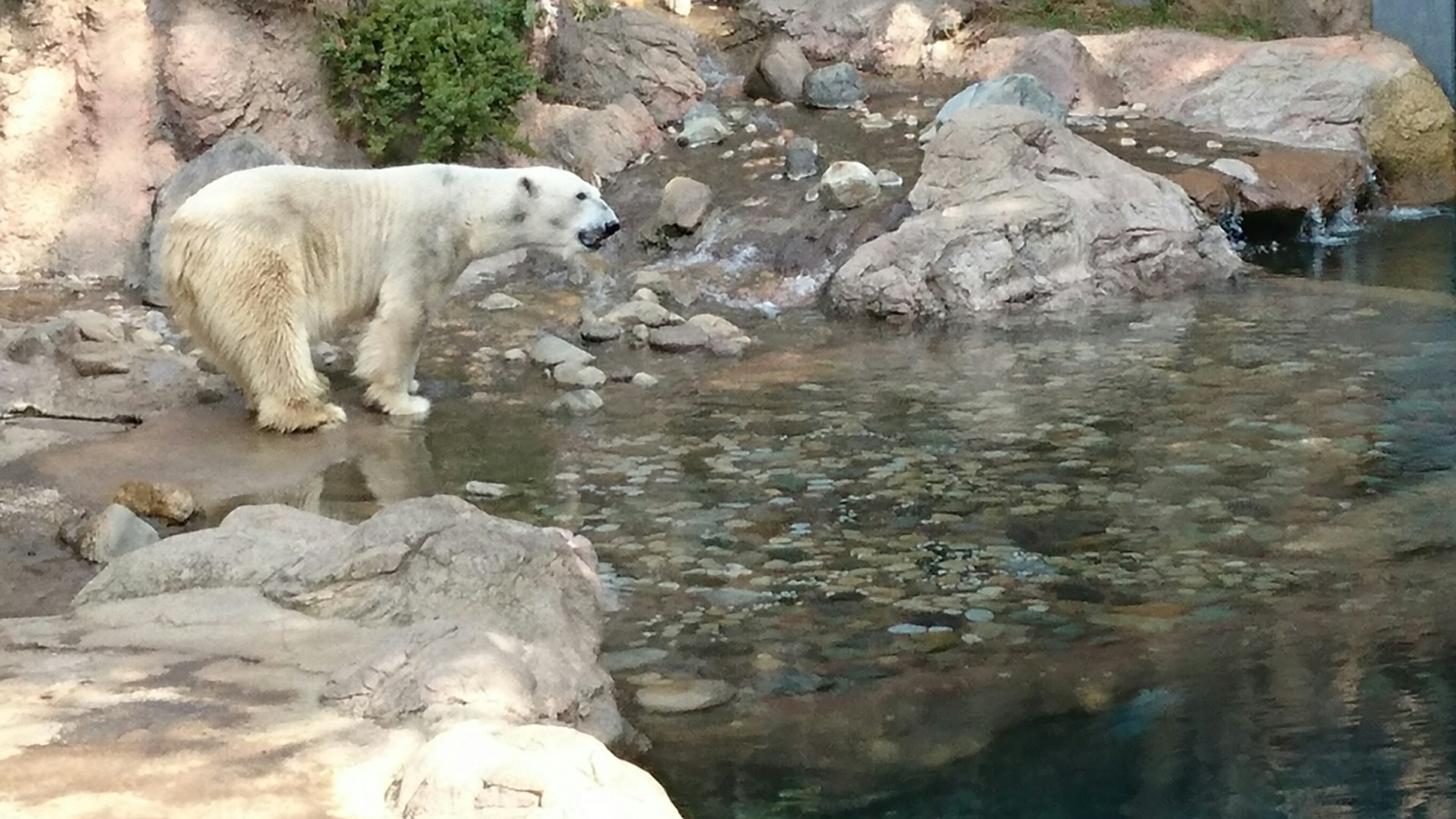 よこはま動物園ズーラシア_口コミ投稿写真20180515110713
