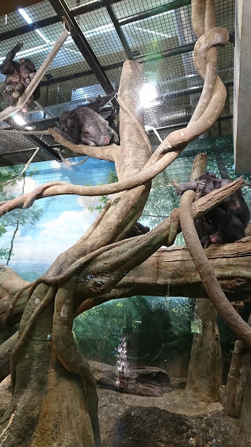 よこはま動物園ズーラシア_口コミ投稿写真20180531175533