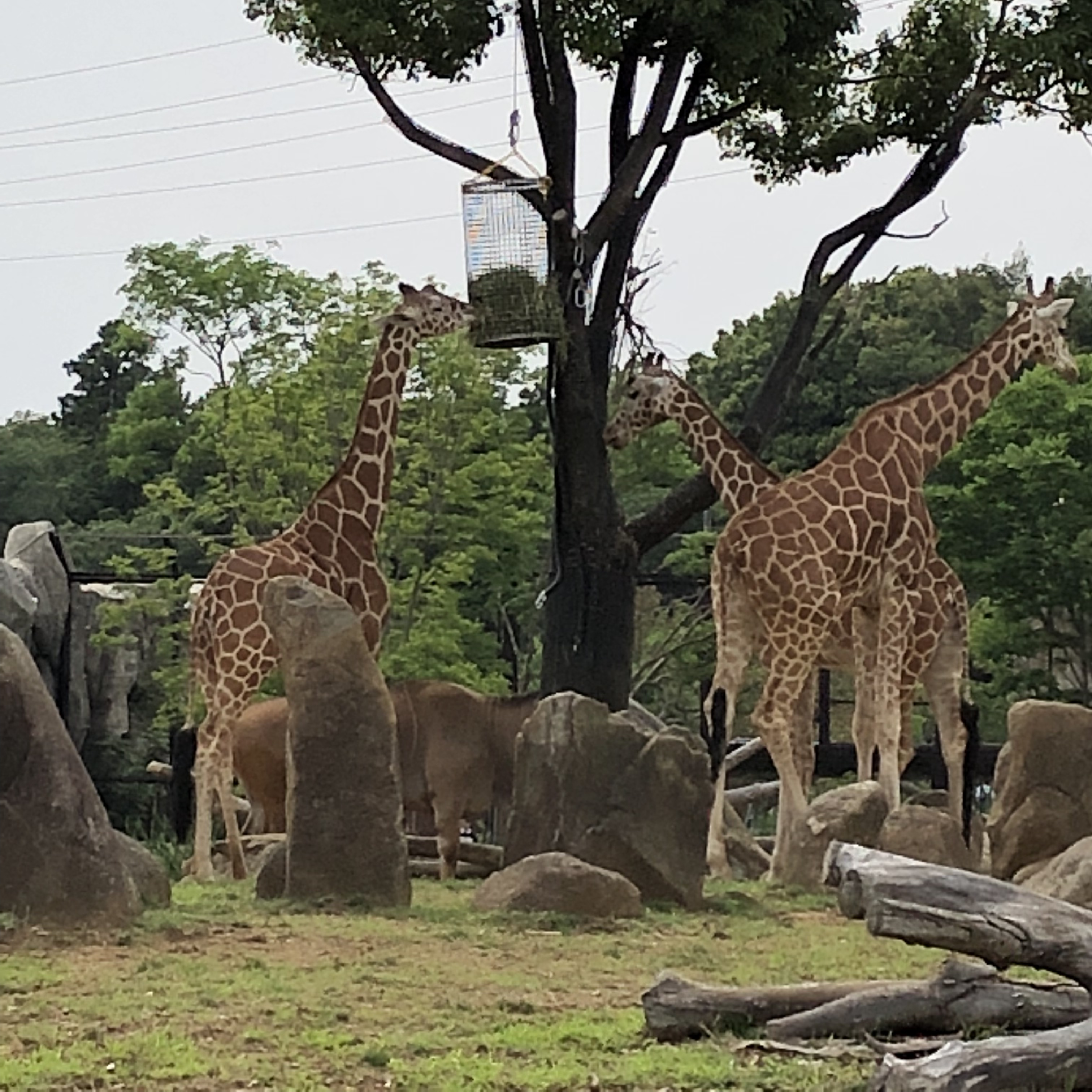 よこはま動物園ズーラシア_口コミ投稿写真20180602013509