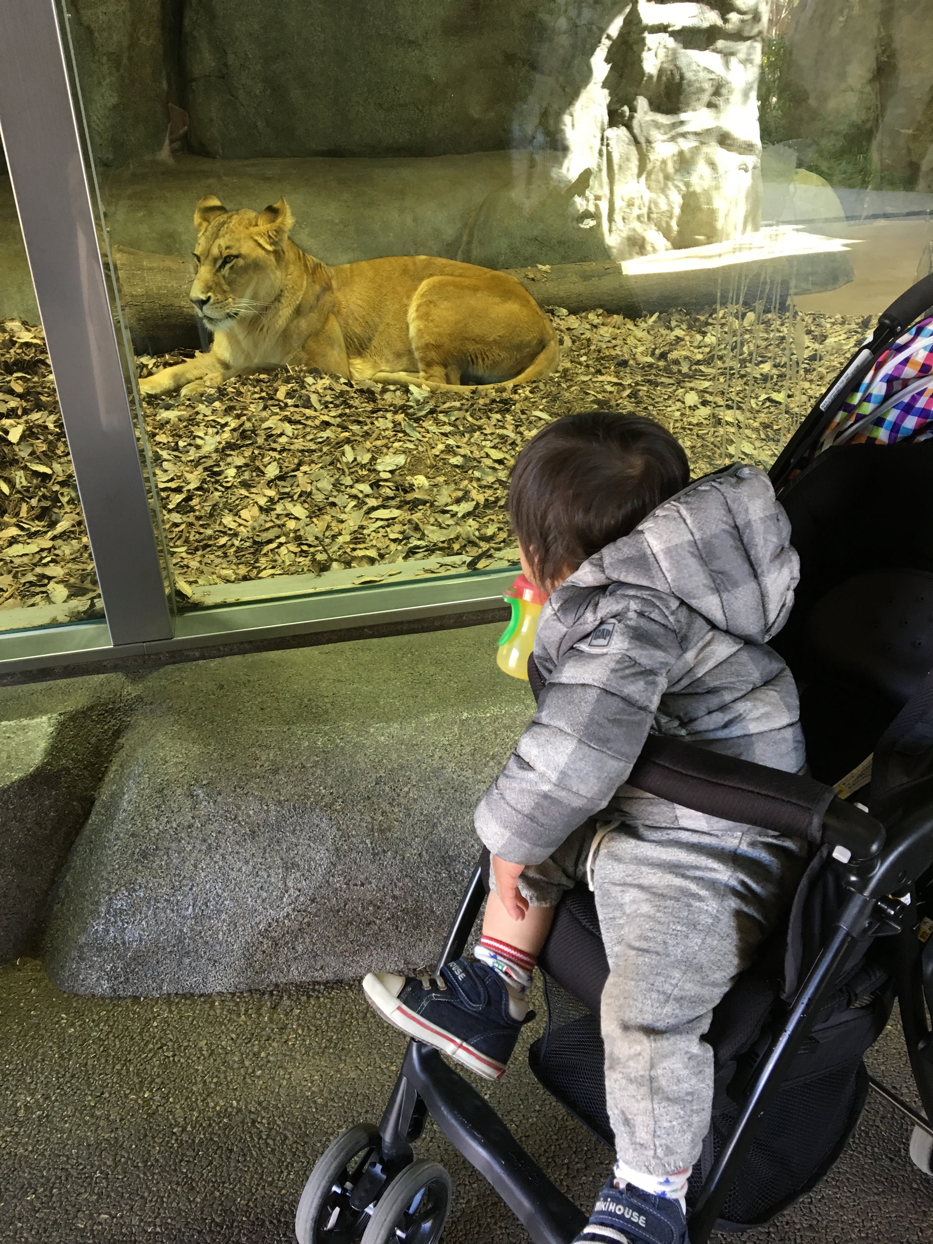 よこはま動物園ズーラシア_口コミ投稿写真20180618220911
