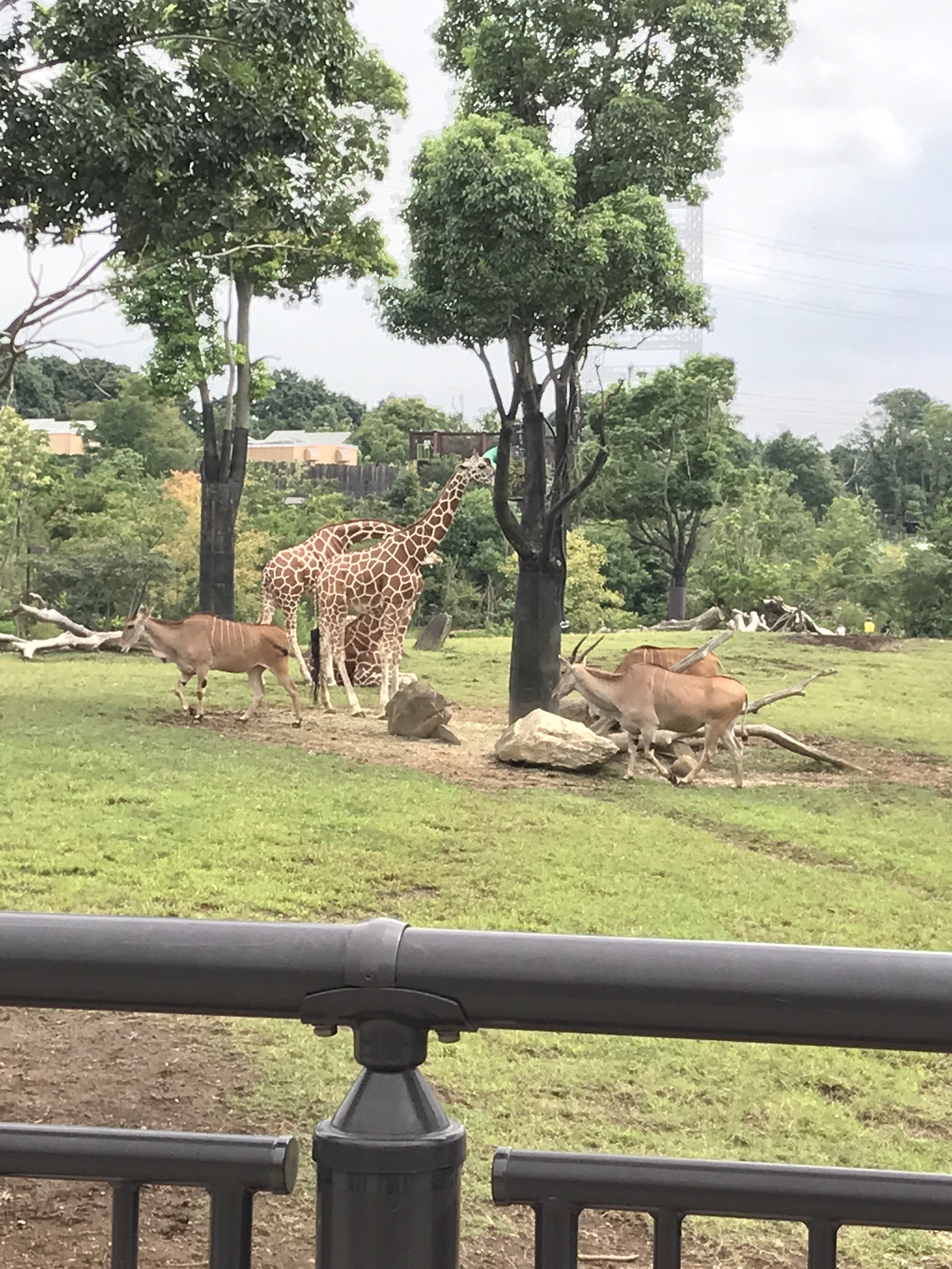 よこはま動物園ズーラシア_口コミ投稿写真20180628075238