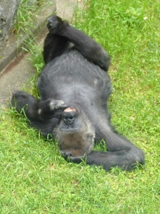 千葉市動物公園_口コミ投稿写真20170729142056861