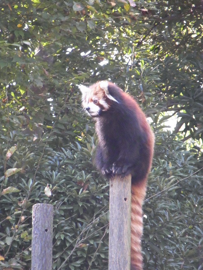 千葉市動物公園_口コミ投稿写真20170928122806625