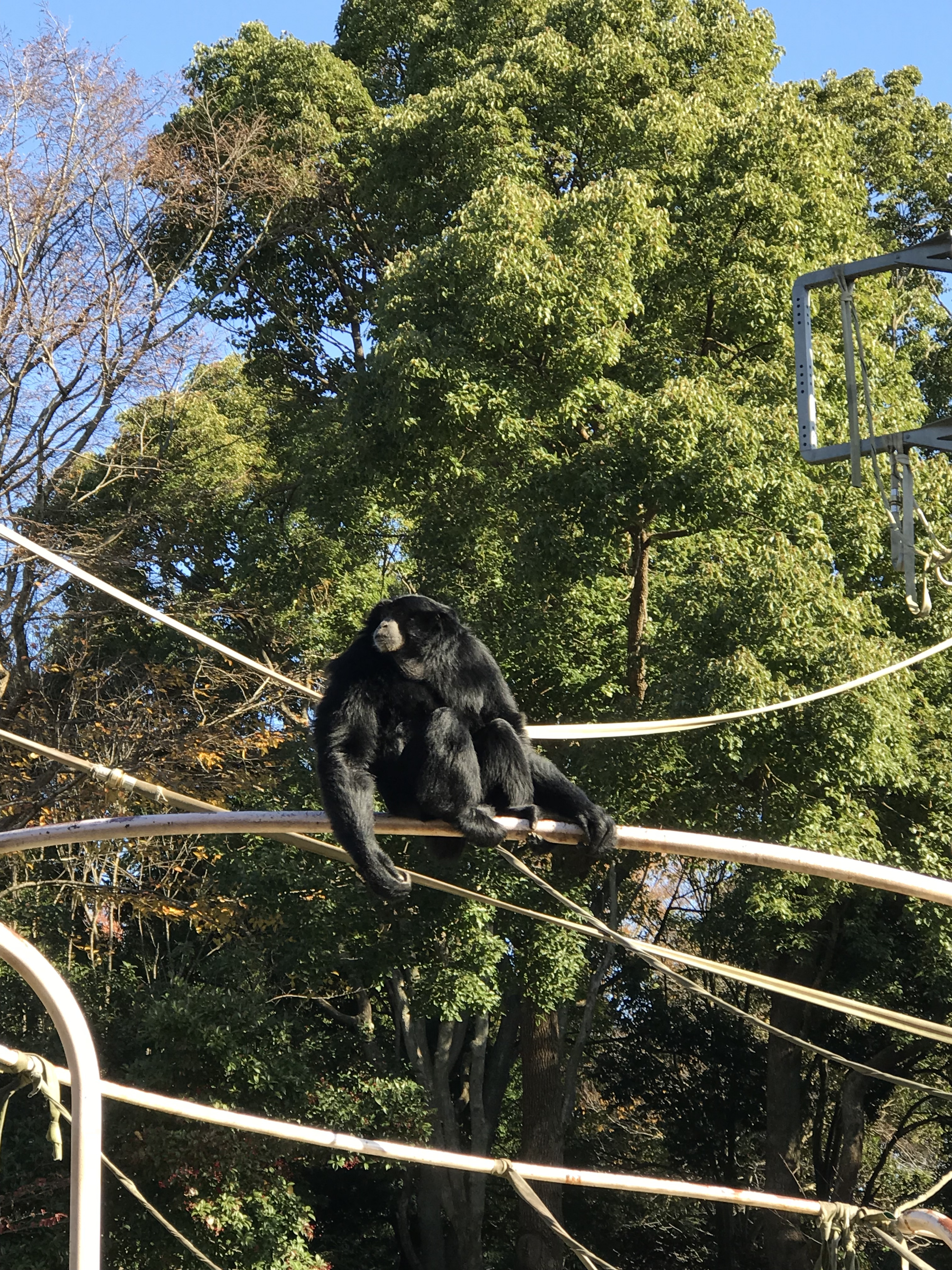 千葉市動物公園_口コミ投稿写真20180621225832