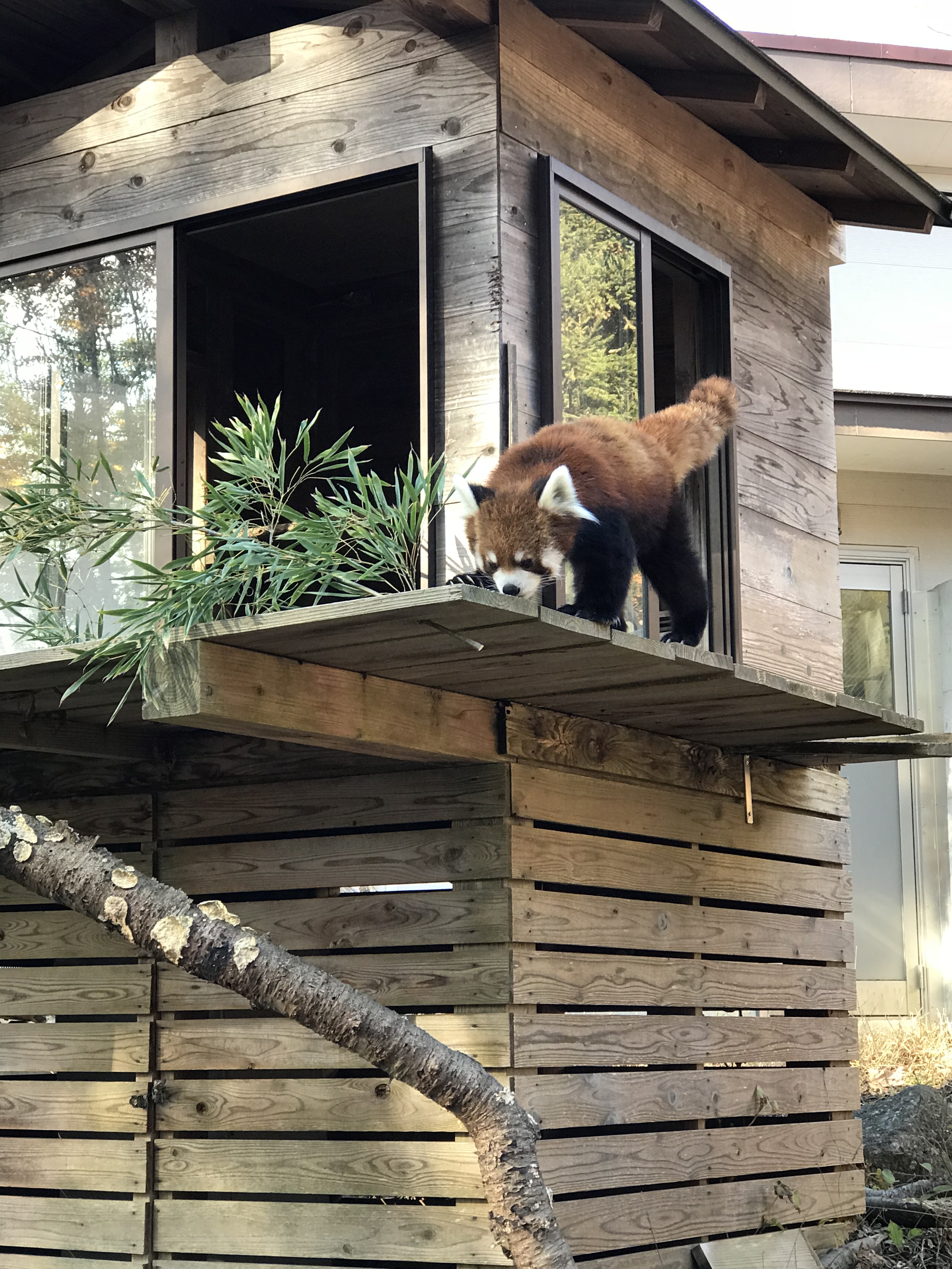 千葉市動物公園_口コミ投稿写真20180621225907
