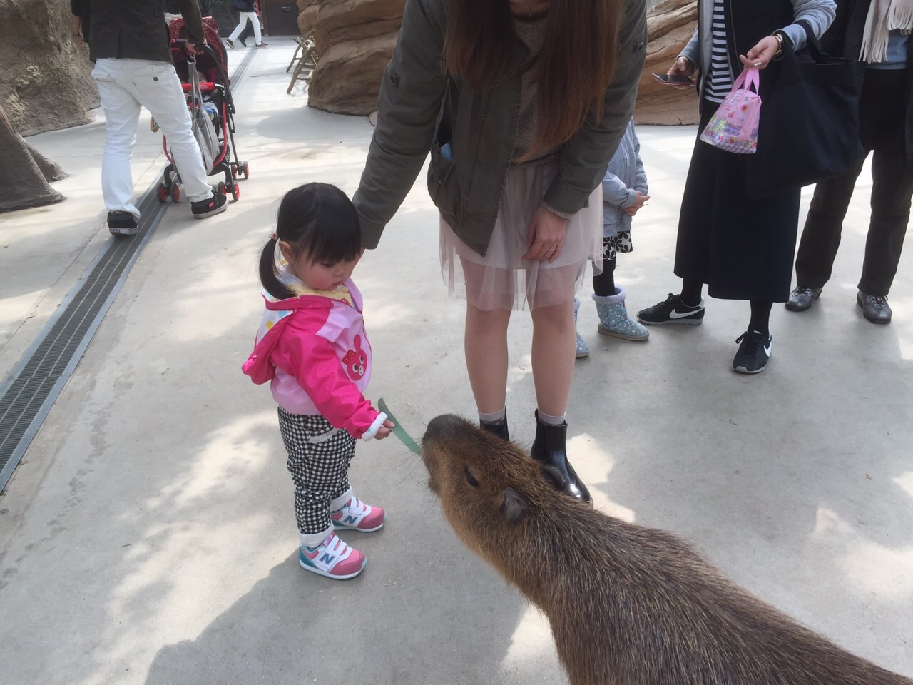 神戸どうぶつ王国_口コミ投稿写真20180531023443