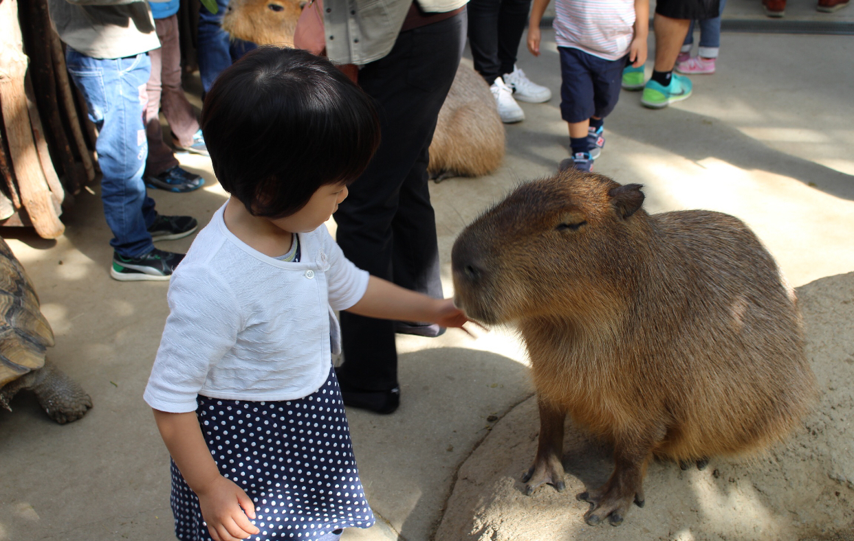 神戸どうぶつ王国_口コミ投稿写真20180531120606