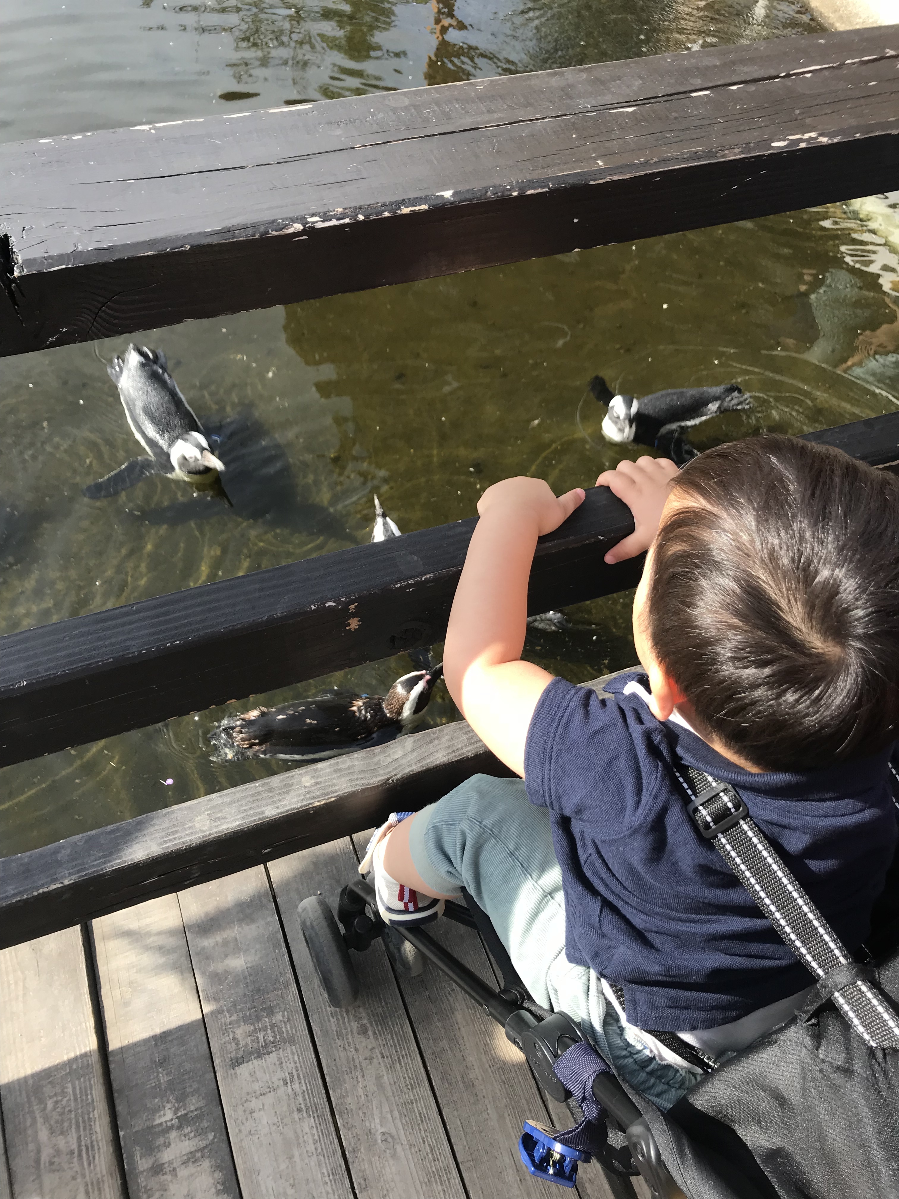 神戸どうぶつ王国_口コミ投稿写真20180614114719