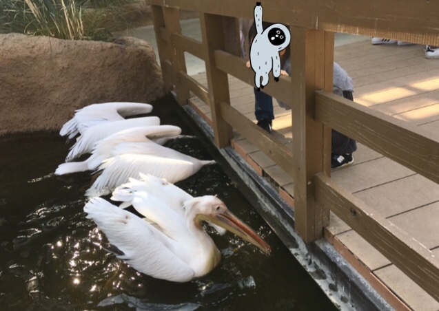 神戸どうぶつ王国_口コミ投稿写真20180616190913