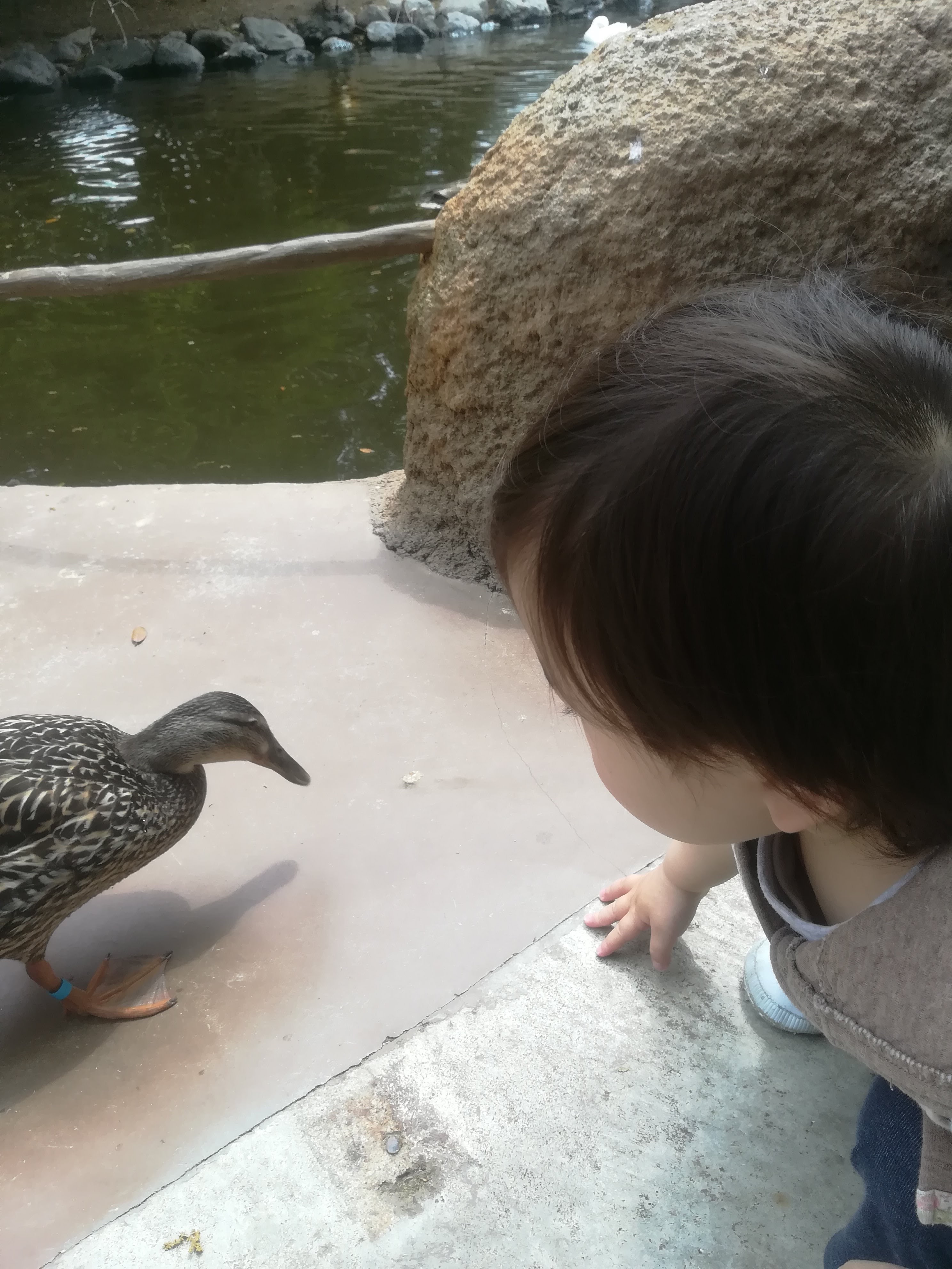 神戸どうぶつ王国_口コミ投稿写真20180621111133