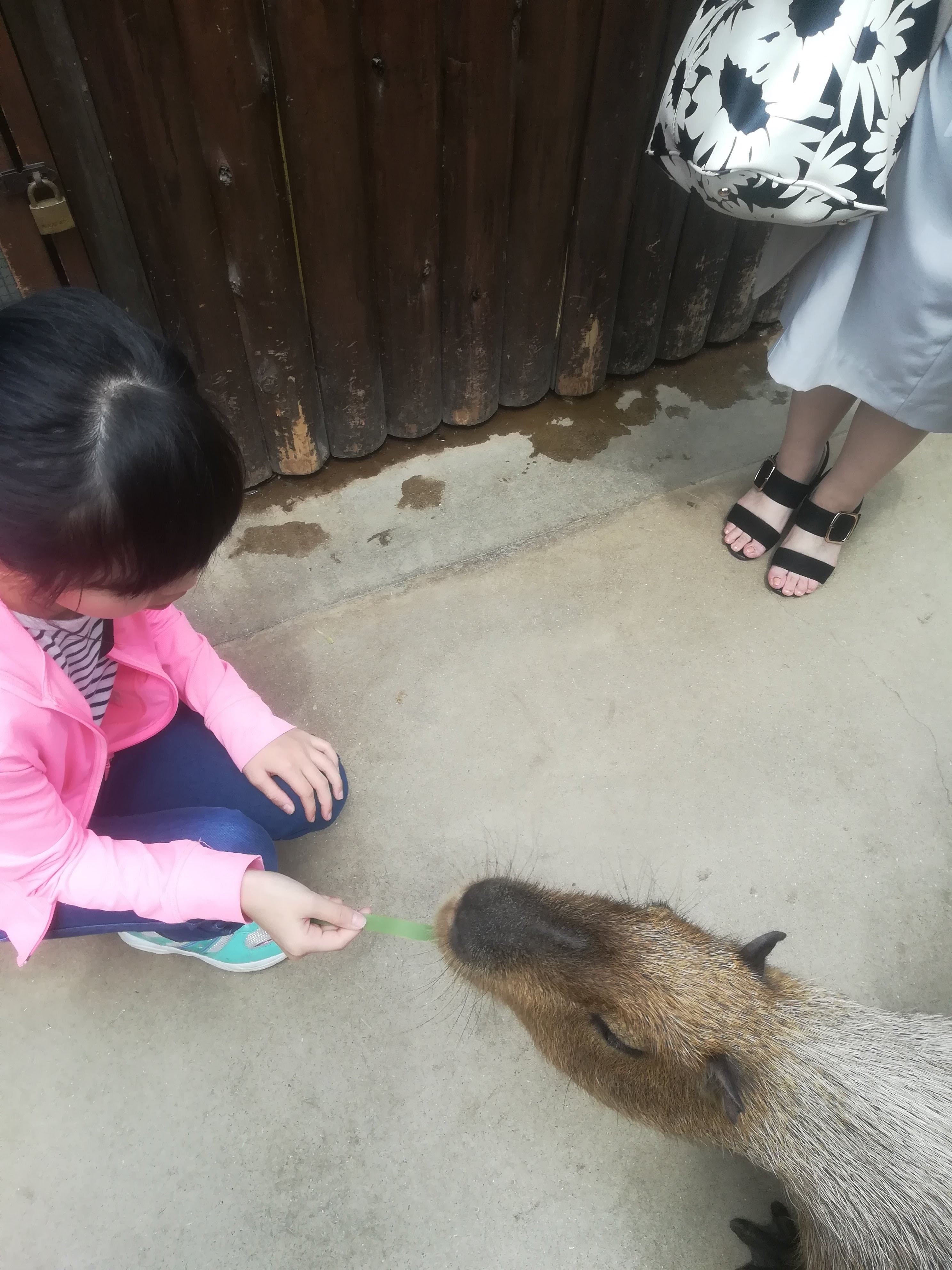 神戸どうぶつ王国_口コミ投稿写真20180621111201