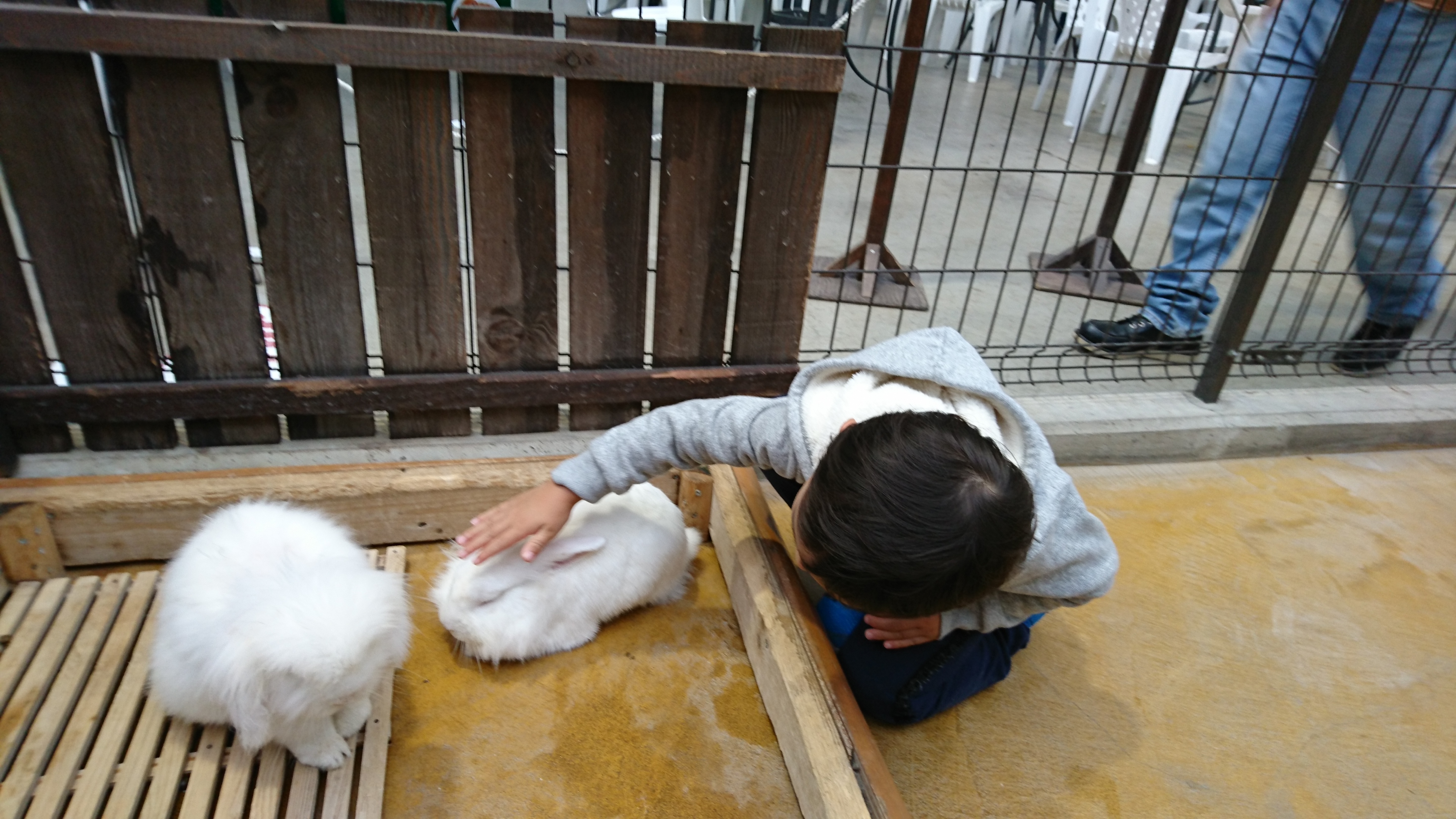 神戸どうぶつ王国_口コミ投稿写真20180630093000