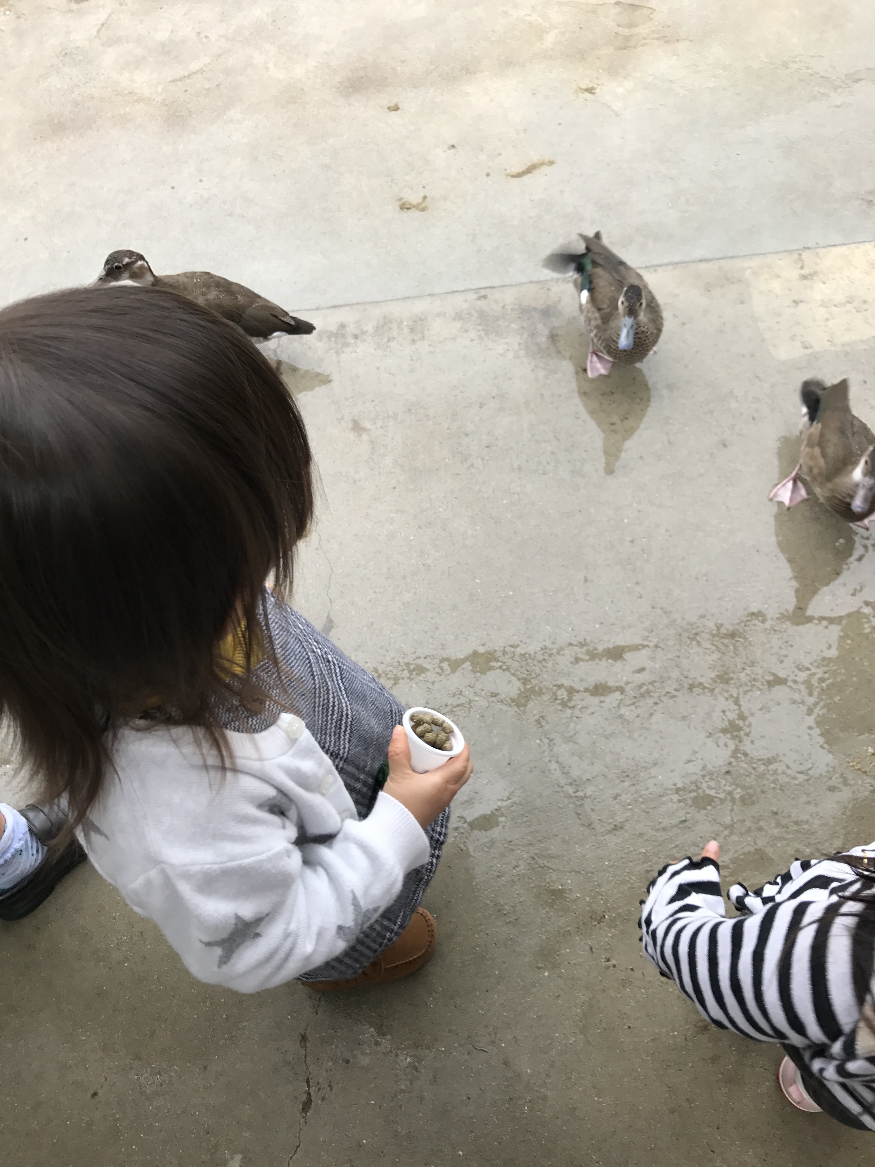 神戸どうぶつ王国_口コミ投稿写真20181029221228