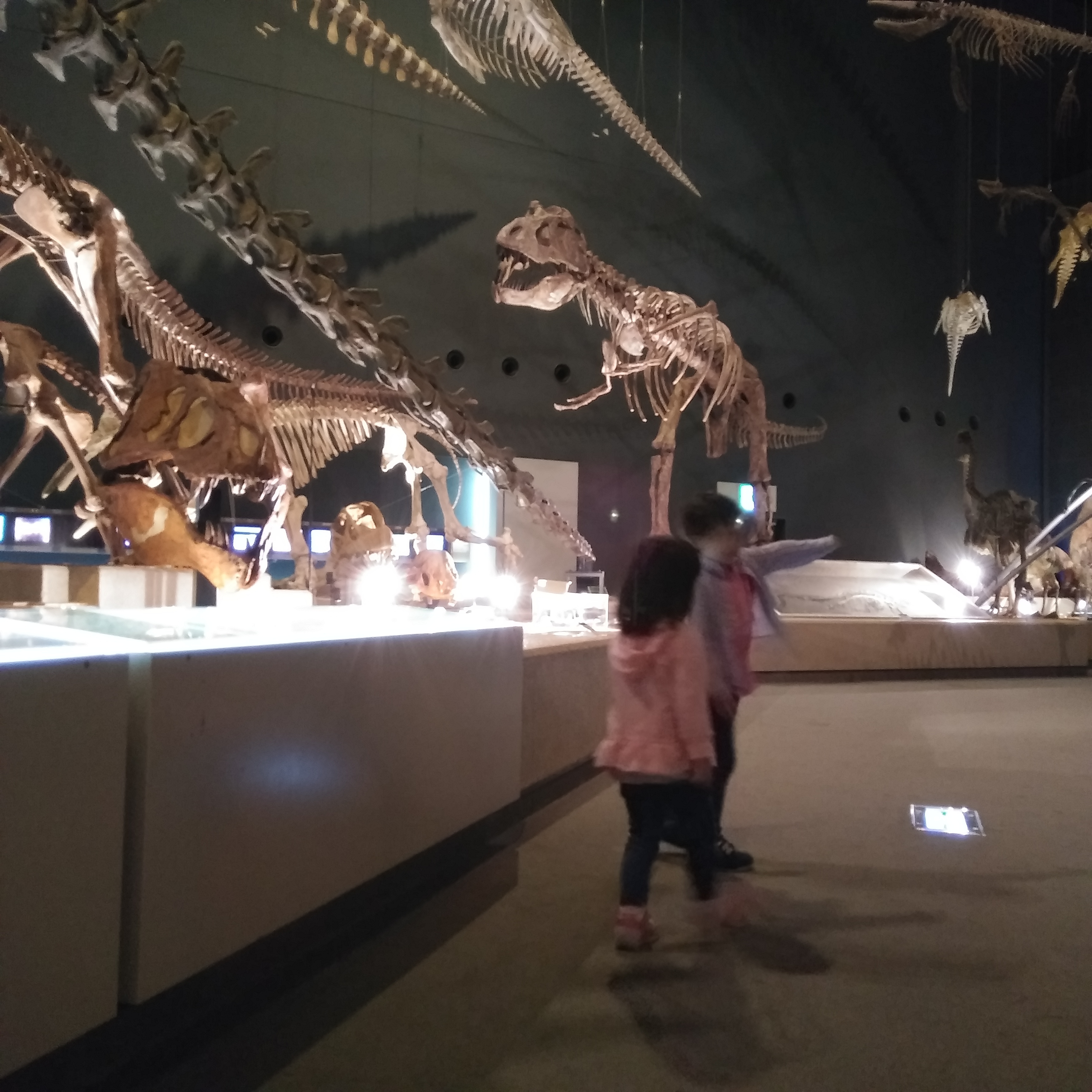 口コミ 神奈川県立生命の星 地球博物館 小田原市 入生田駅 口コミ 評判 Epark