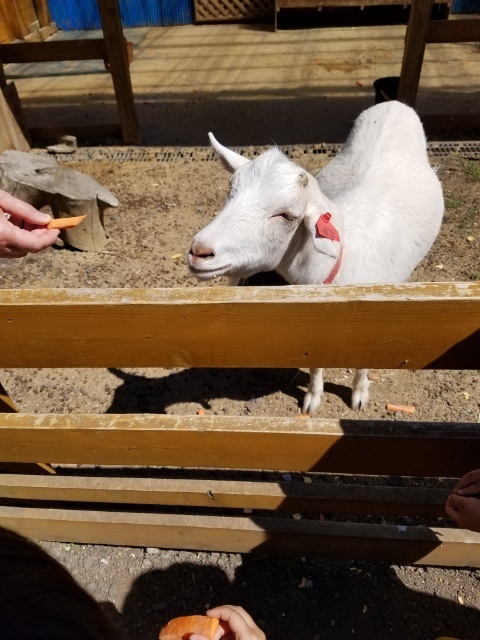 まかいの牧場_口コミ投稿写真20170524004402217