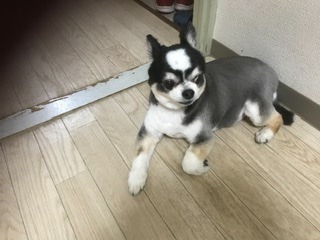 Pet Salon La Colorer_口コミ投稿写真20220317203242