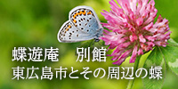 蝶遊庵　別館　東広島市とその周辺の蝶